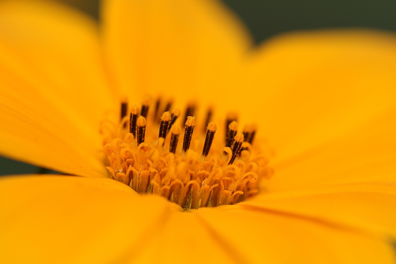 flower  orange  yellow free photo