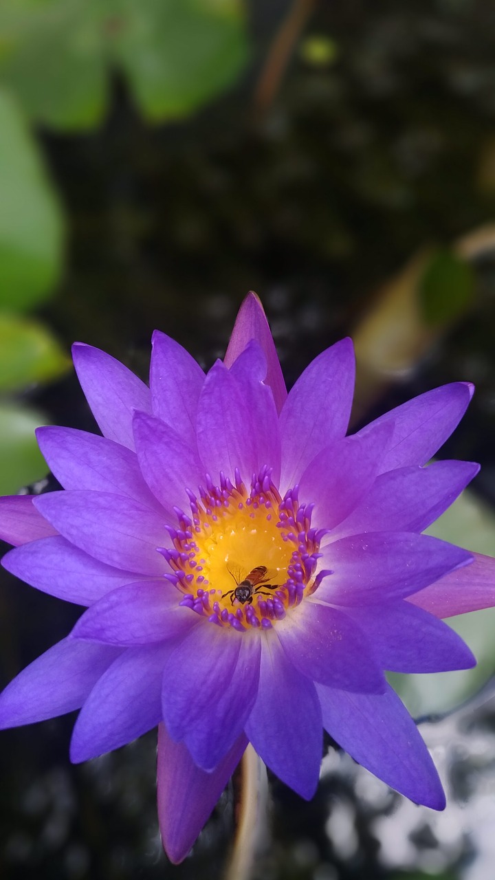 flower  nature  lotus free photo