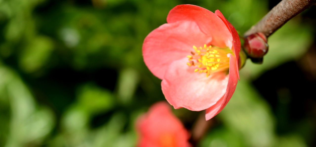 flower  green  spring free photo