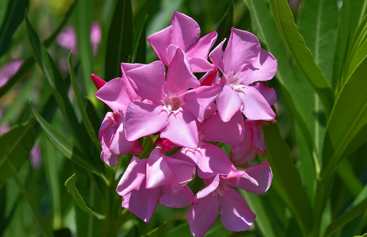 flower  garden  plant free photo