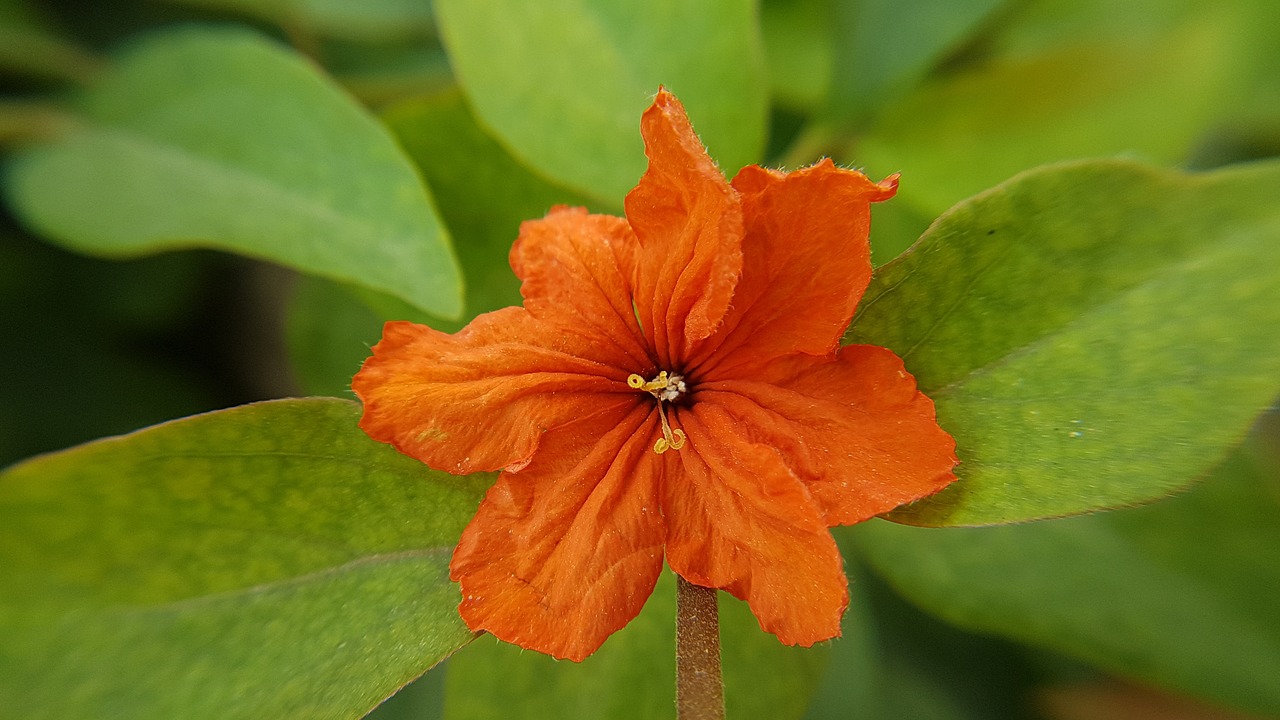 flower  orange flower  nature free photo