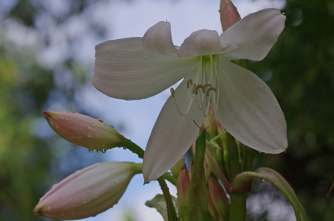 blossom bloom lily free photo