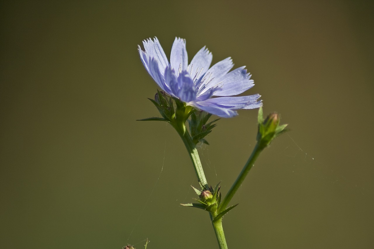 flower  nature  plant free photo