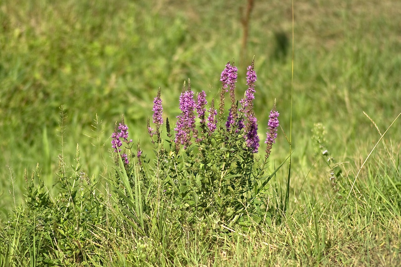 flower  meadow  flowers free photo