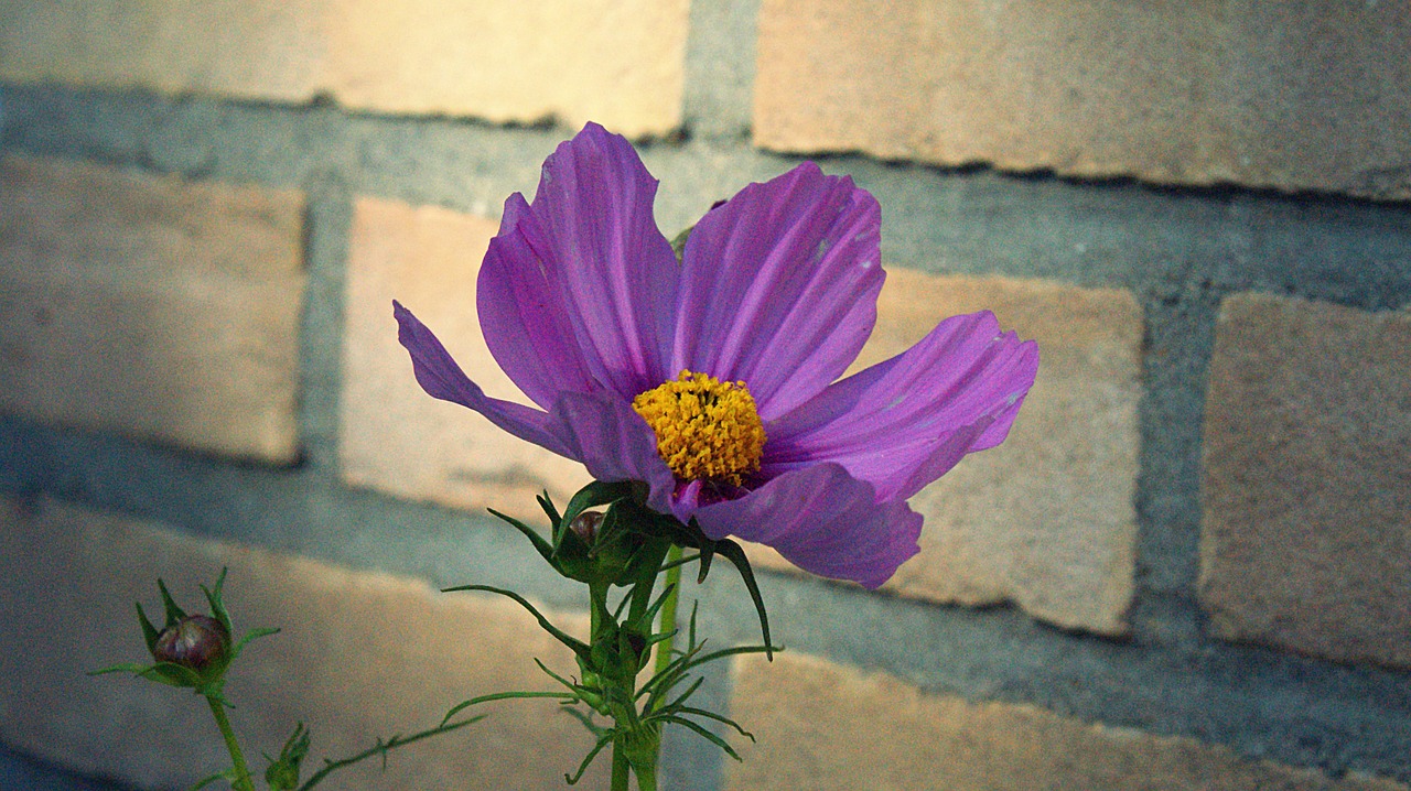 flower  summer  purple free photo