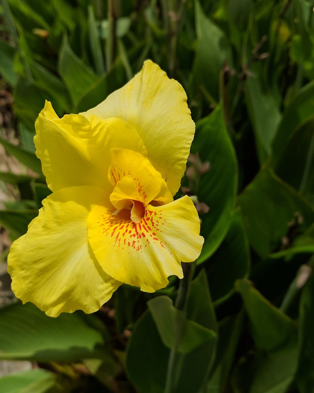 flower  yellow  bloom free photo