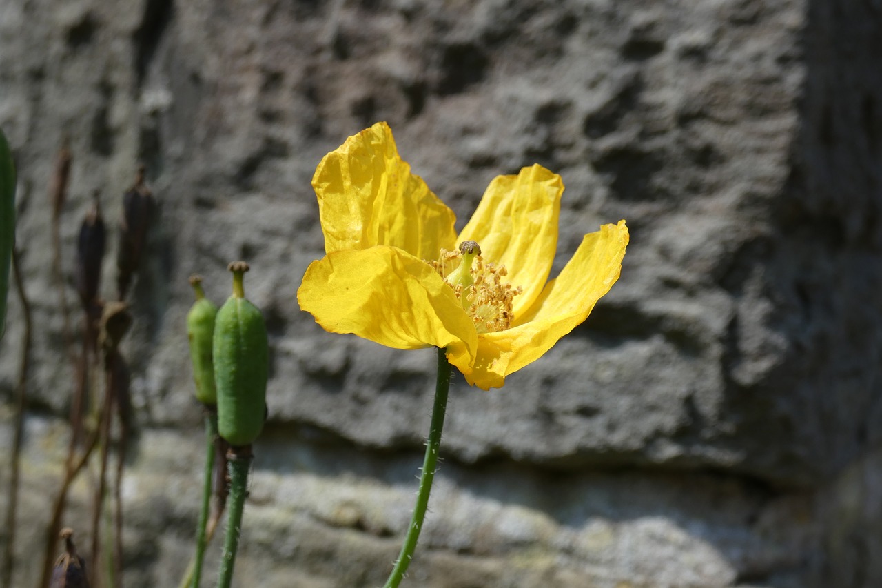 flower  yellow  stone free photo