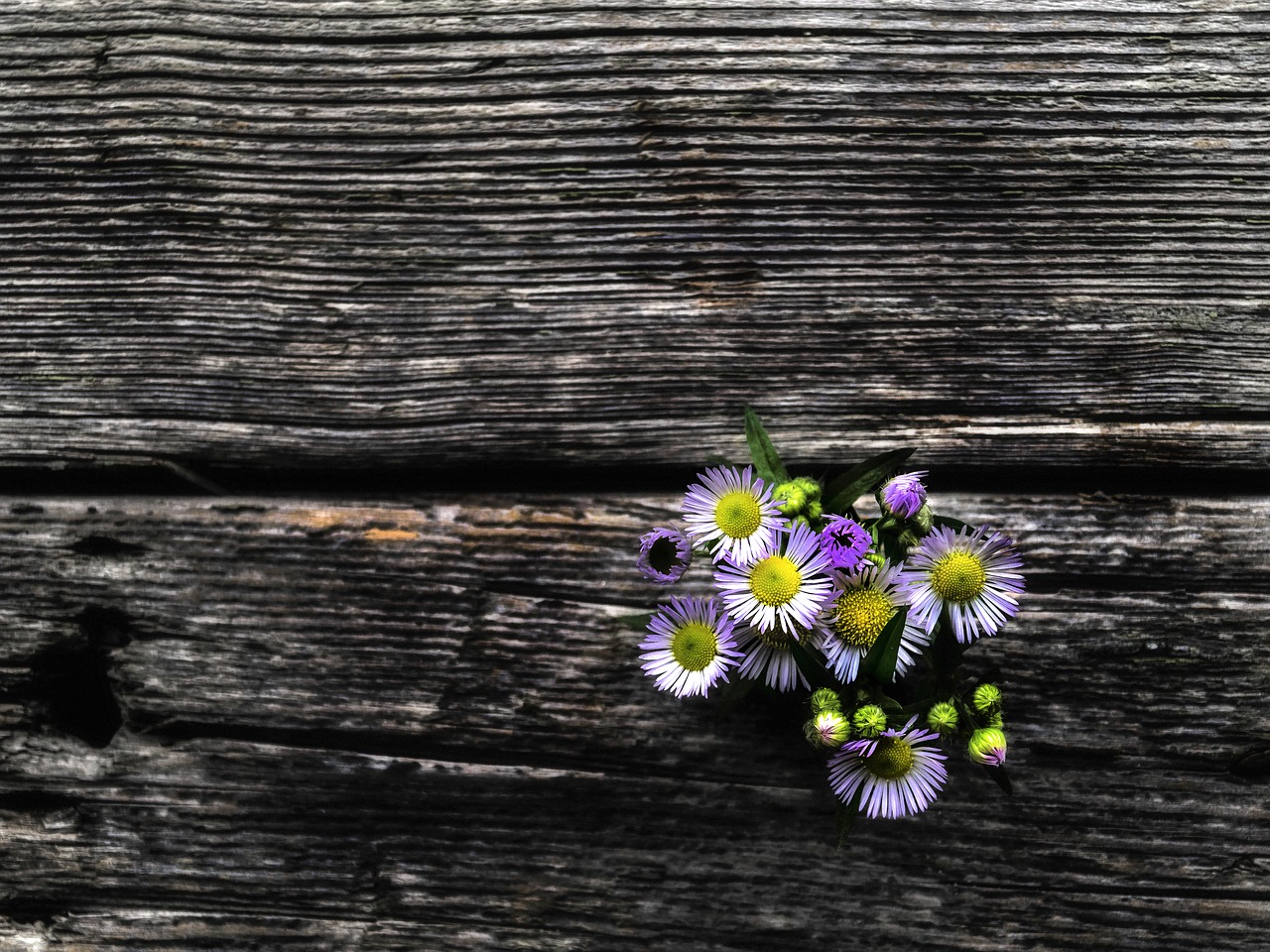 flower  vintage  mood free photo