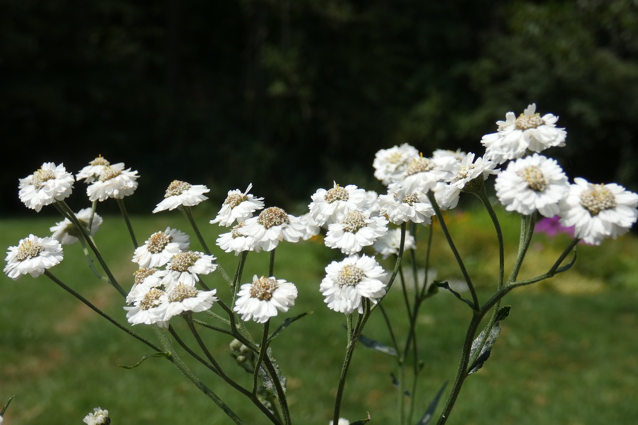 flower  white  blossom free photo