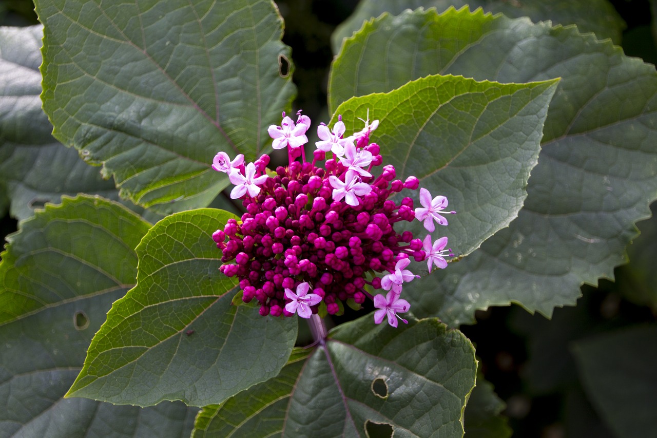 flower  garden  blossom free photo