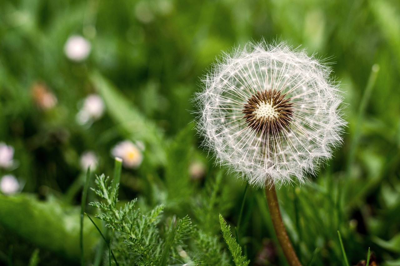 flower  dandelion  spring free photo