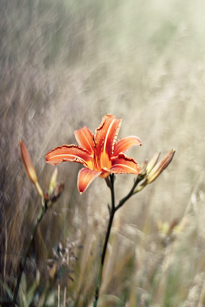 flower lily nature free photo