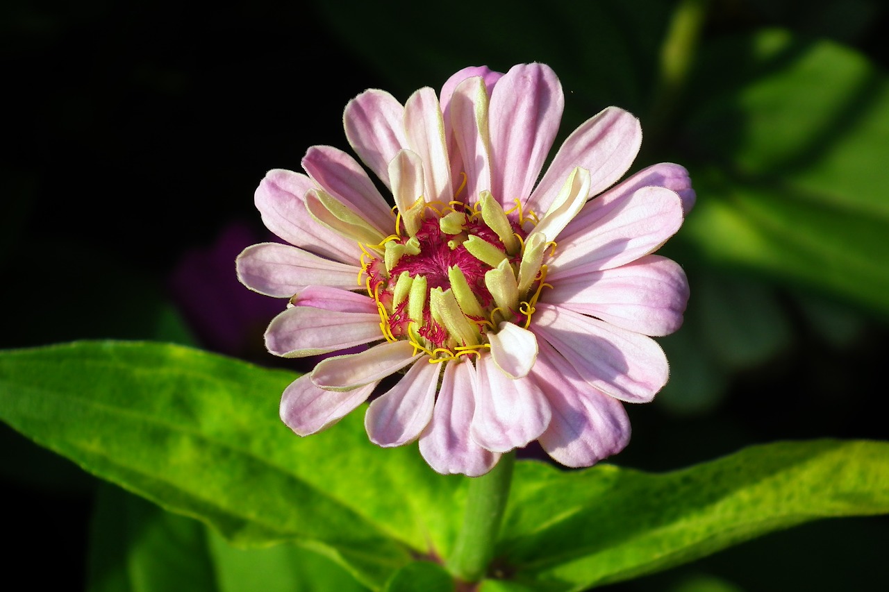 flower  zinnia  nature free photo