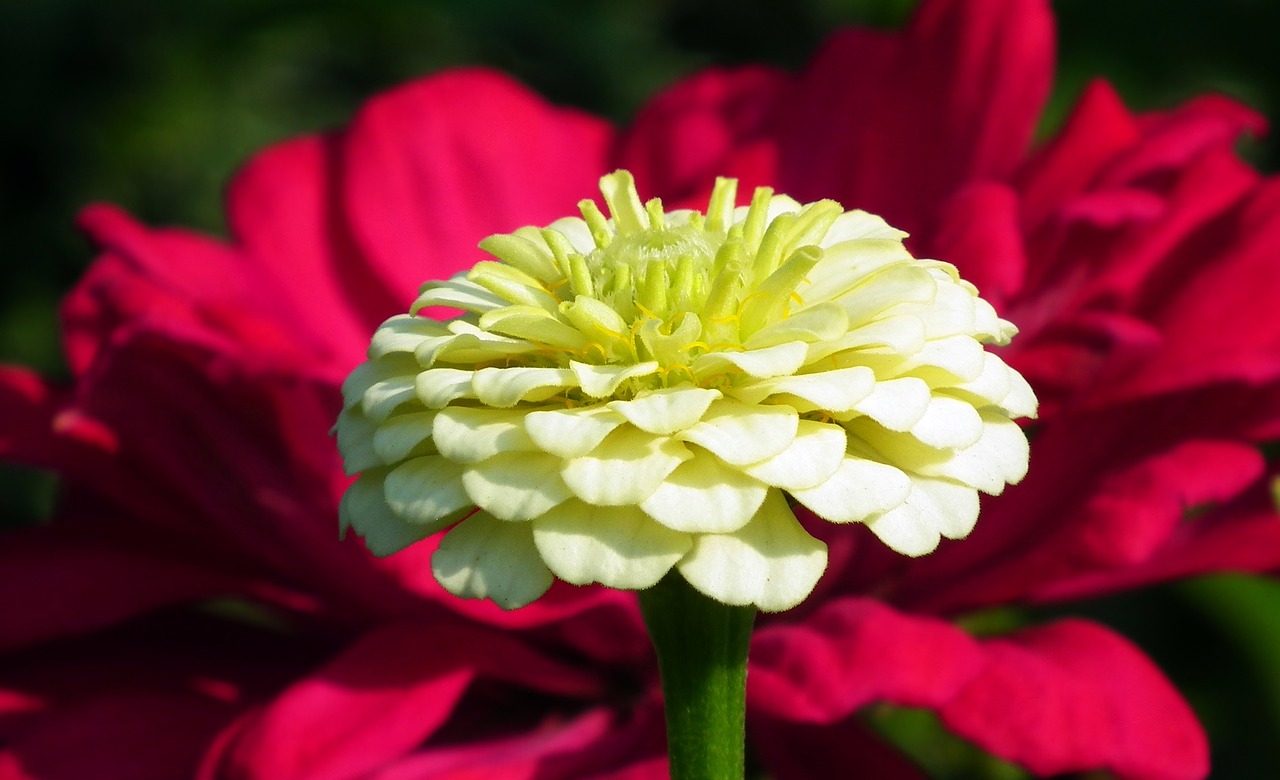 flower  zinnia  nature free photo