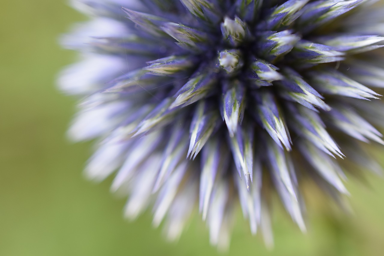 flower  bloom  blossom free photo