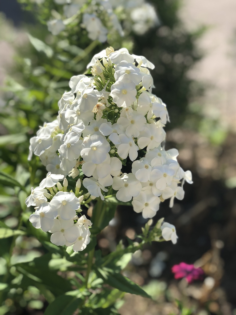 flower  white  plant free photo