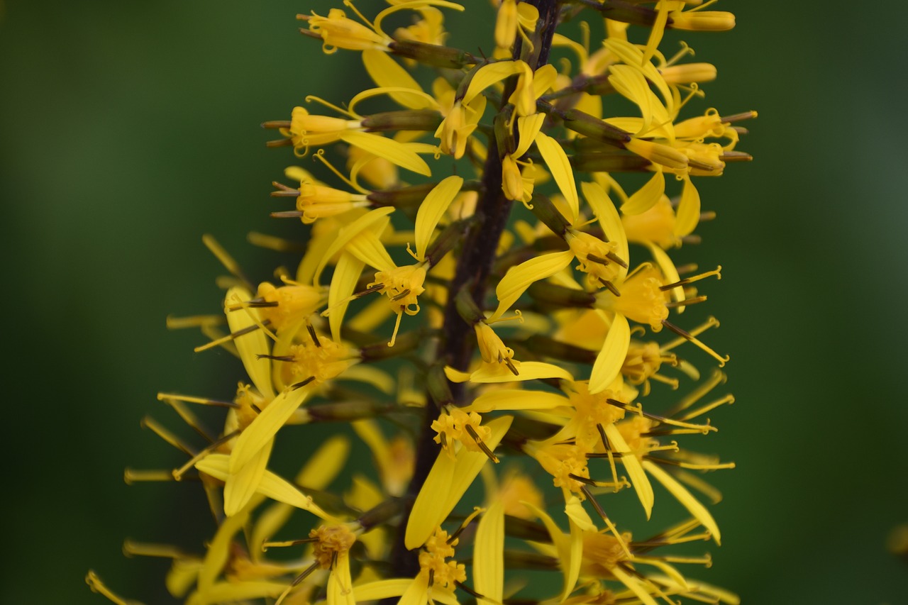 flower  yellow  garden free photo