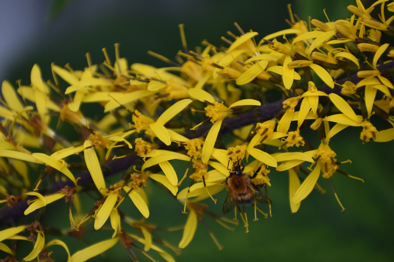 flower  yellow  garden free photo