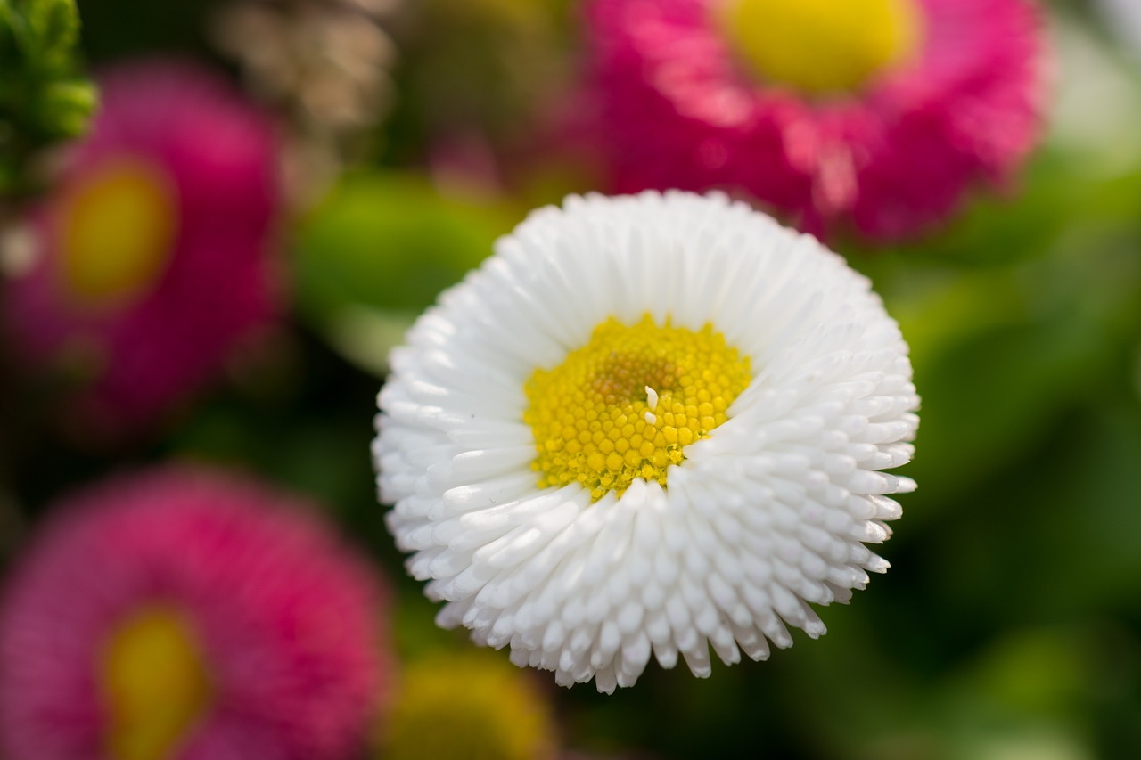 flower nature yellow free photo