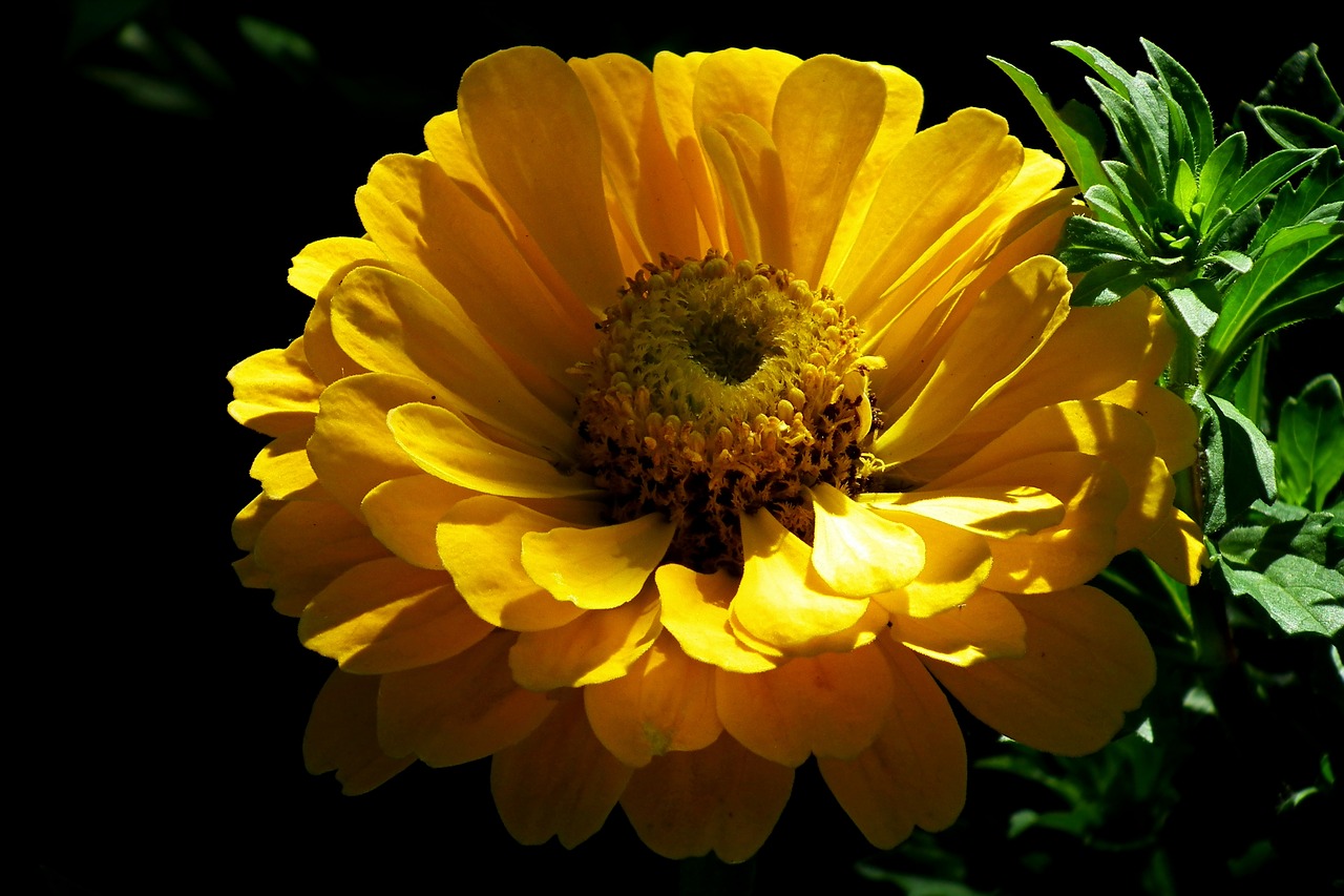 flower  zinnia  yellow free photo