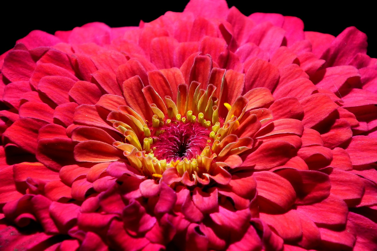 flower  zinnia  red free photo