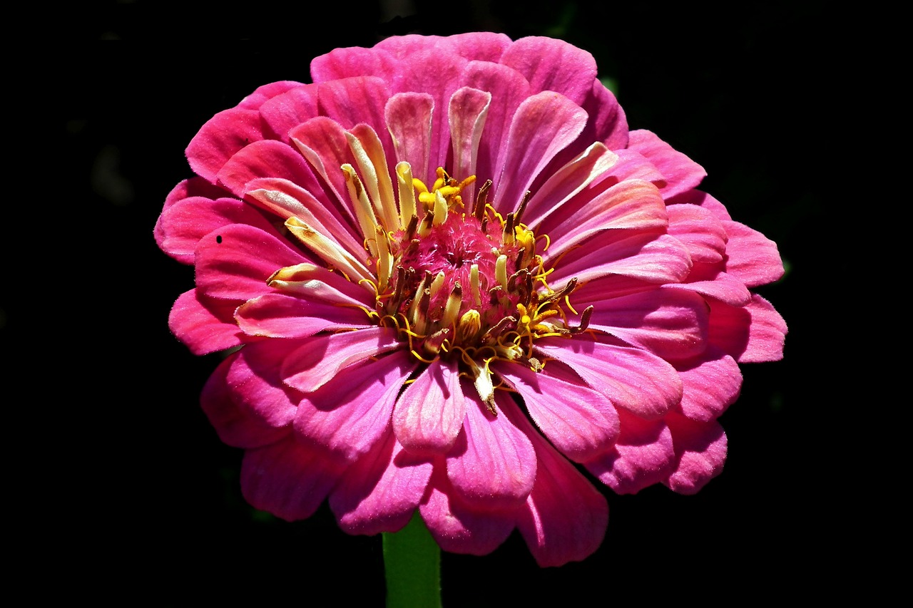 flower  zinnia  nature free photo