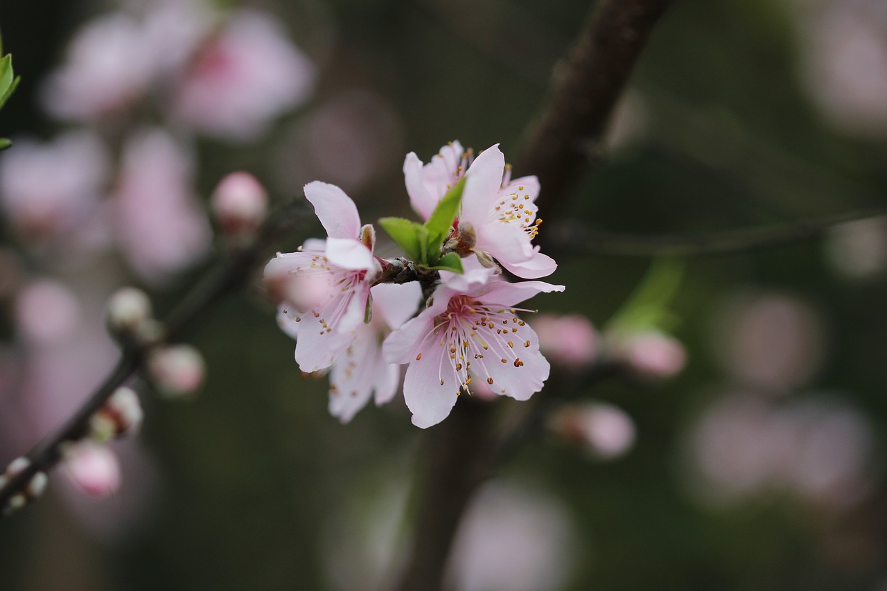 flower  peach tree  spring free photo