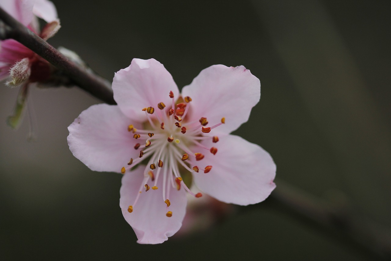 flower  peach tree  spring free photo