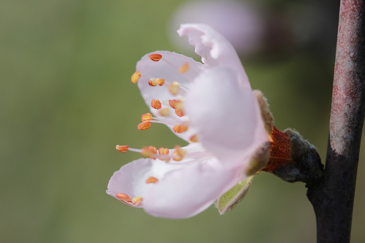 flower  peach tree  spring free photo