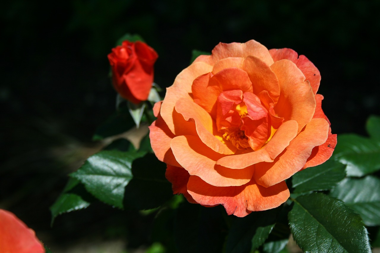 flower  orange  rose free photo