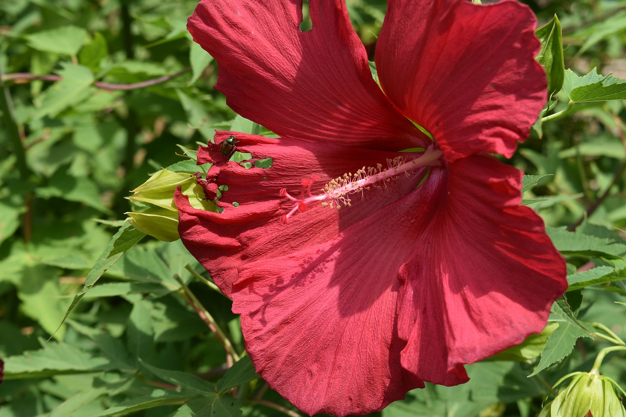 flower  red  bloom free photo