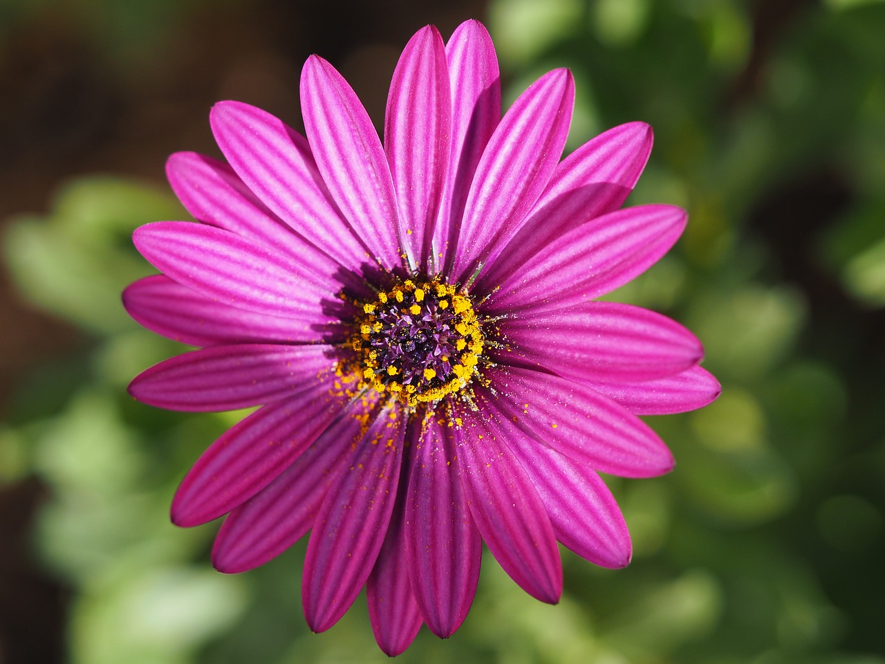 flower  petal  purple free photo