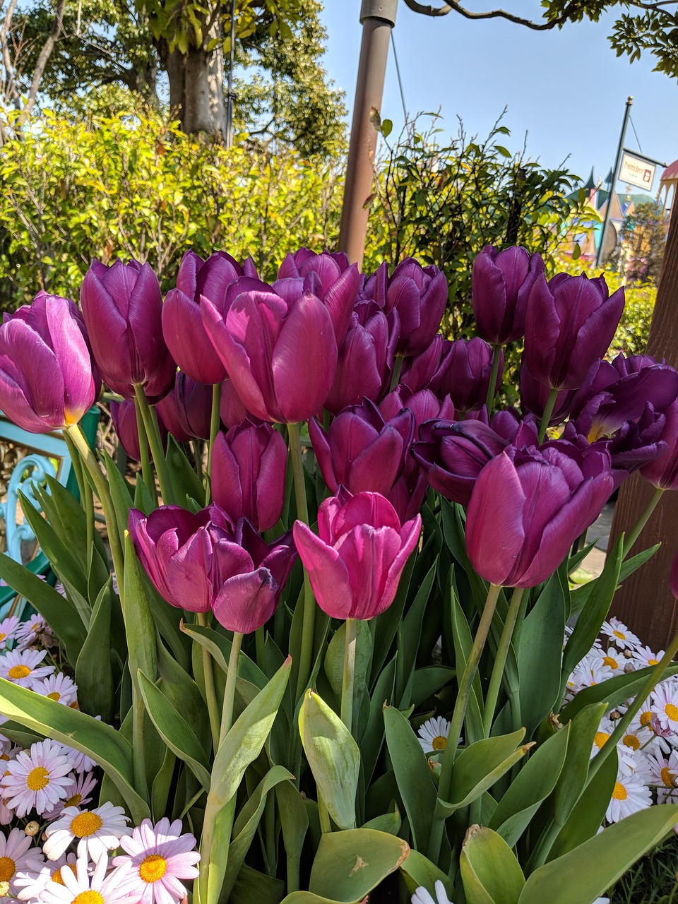 flower  tulips  bloom free photo