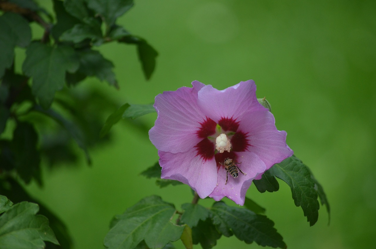 flower  bee  nature free photo