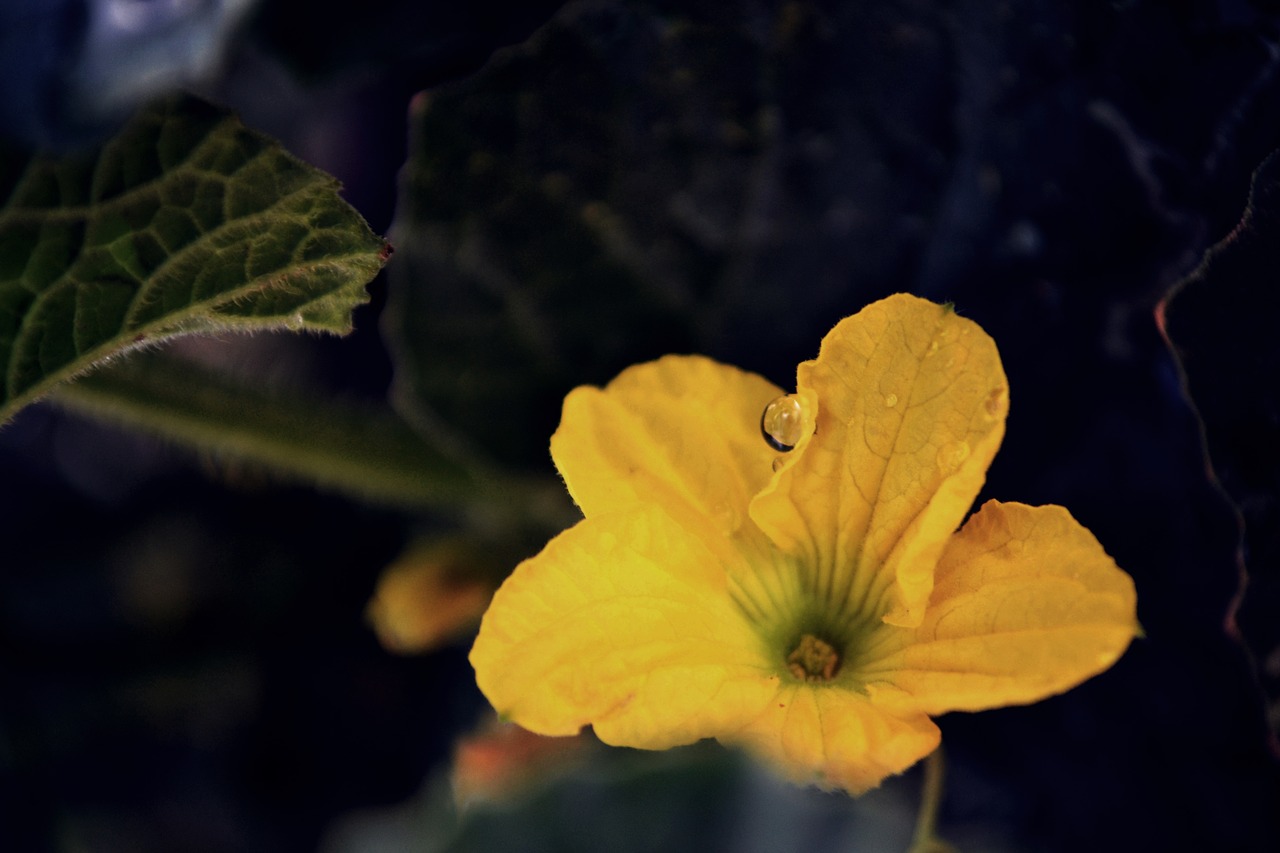 flower  bloom  yellow free photo