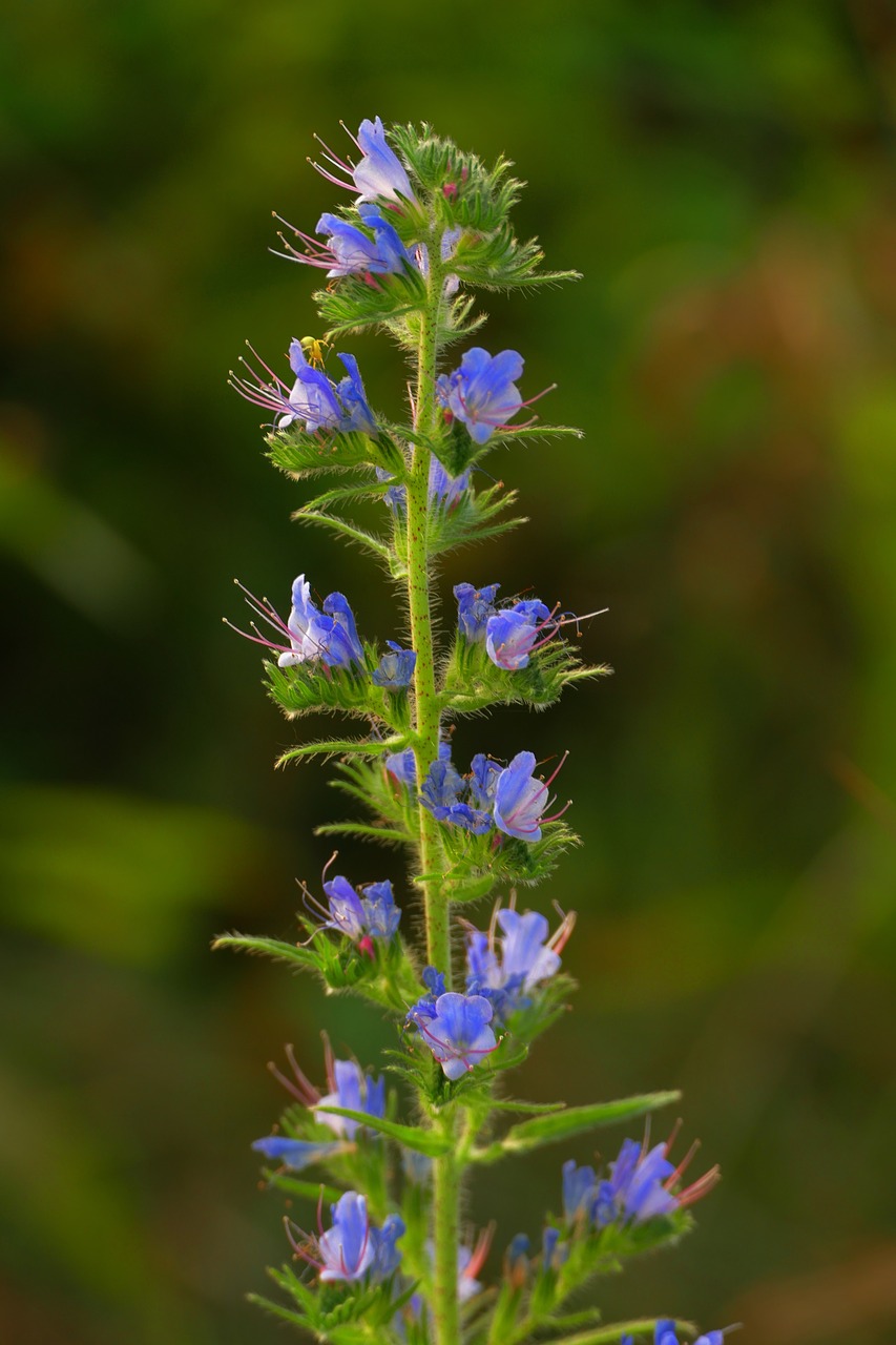 flower  sage  meadow free photo