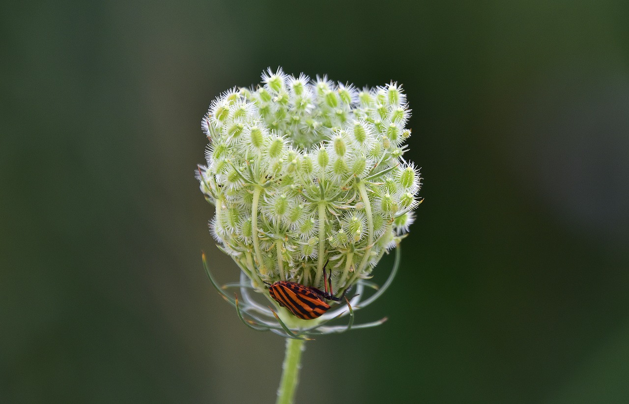 flower  nature  plant free photo