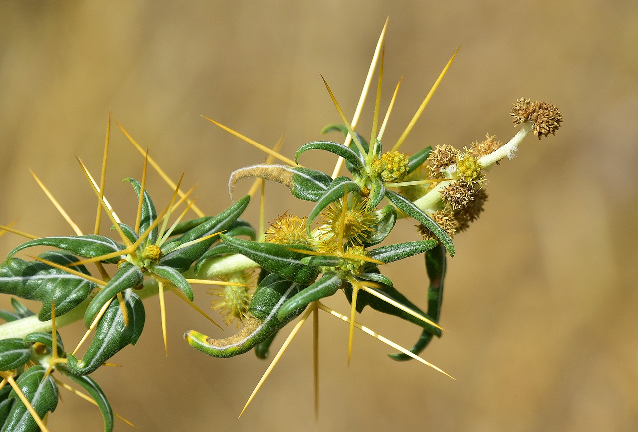 flower  nature  plant free photo