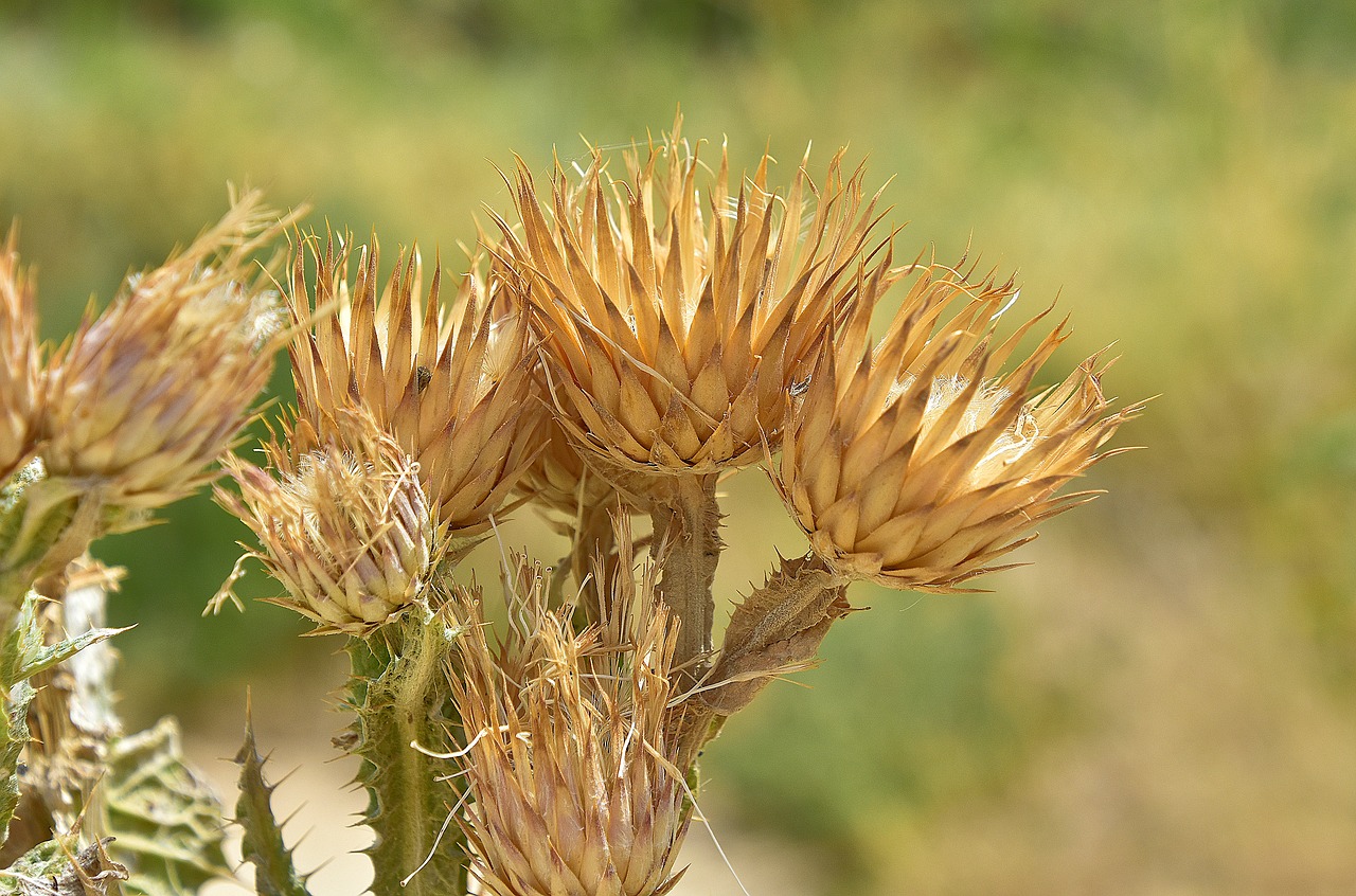 flower  nature  plant free photo