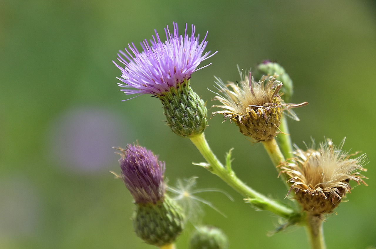 flower  nature  plant free photo