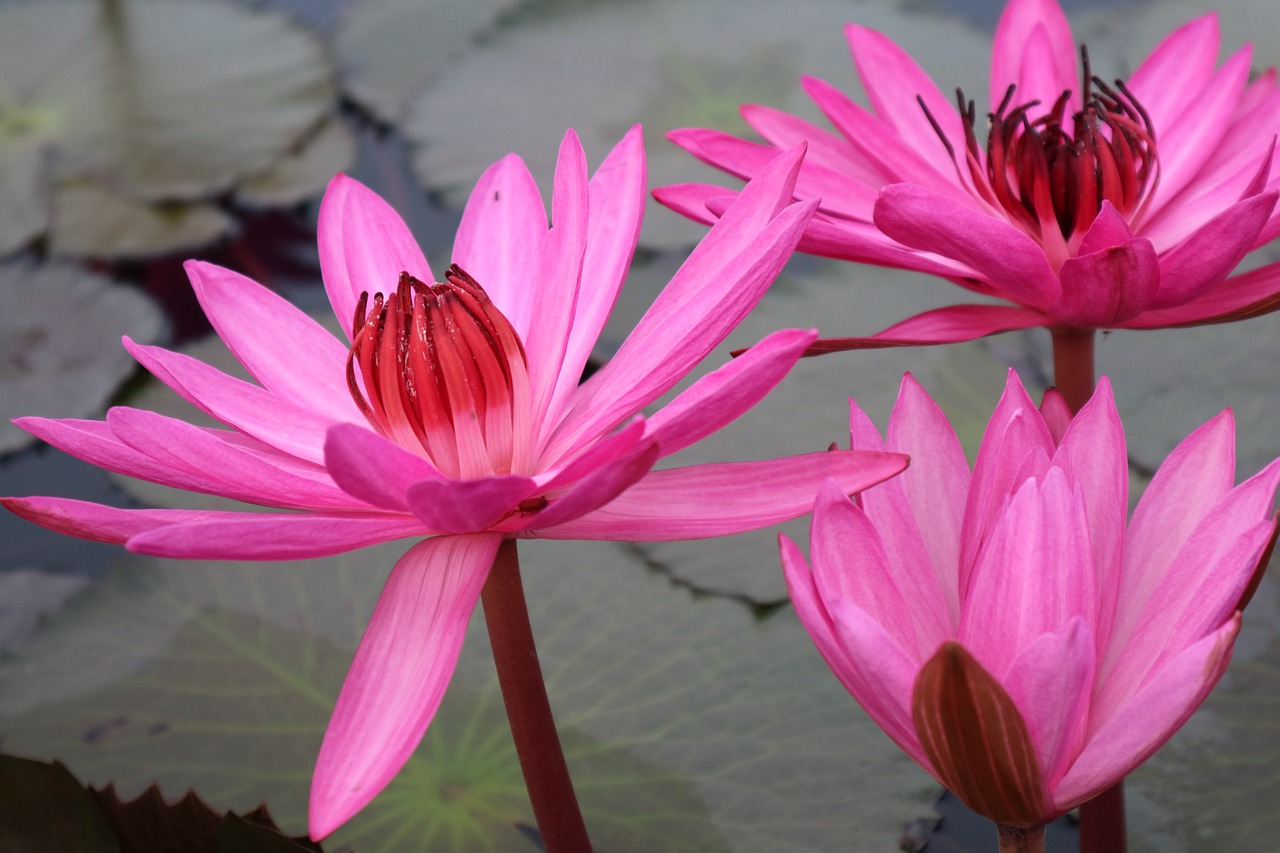 flower  rose  lake free photo