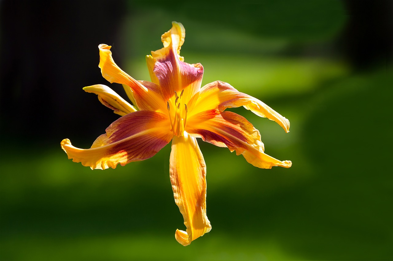 flower  nature  hemerocallis free photo