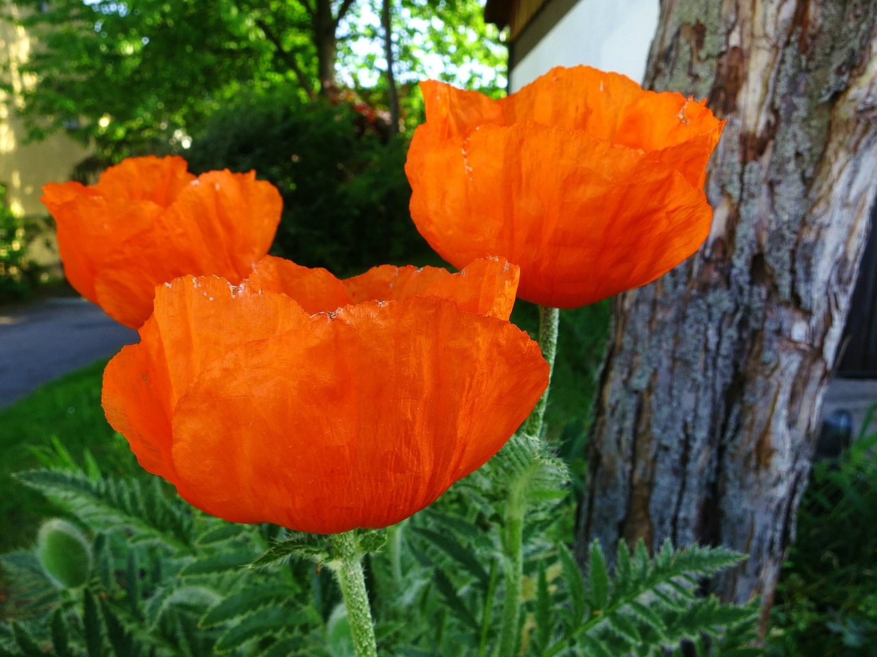 flower poppy spring free photo