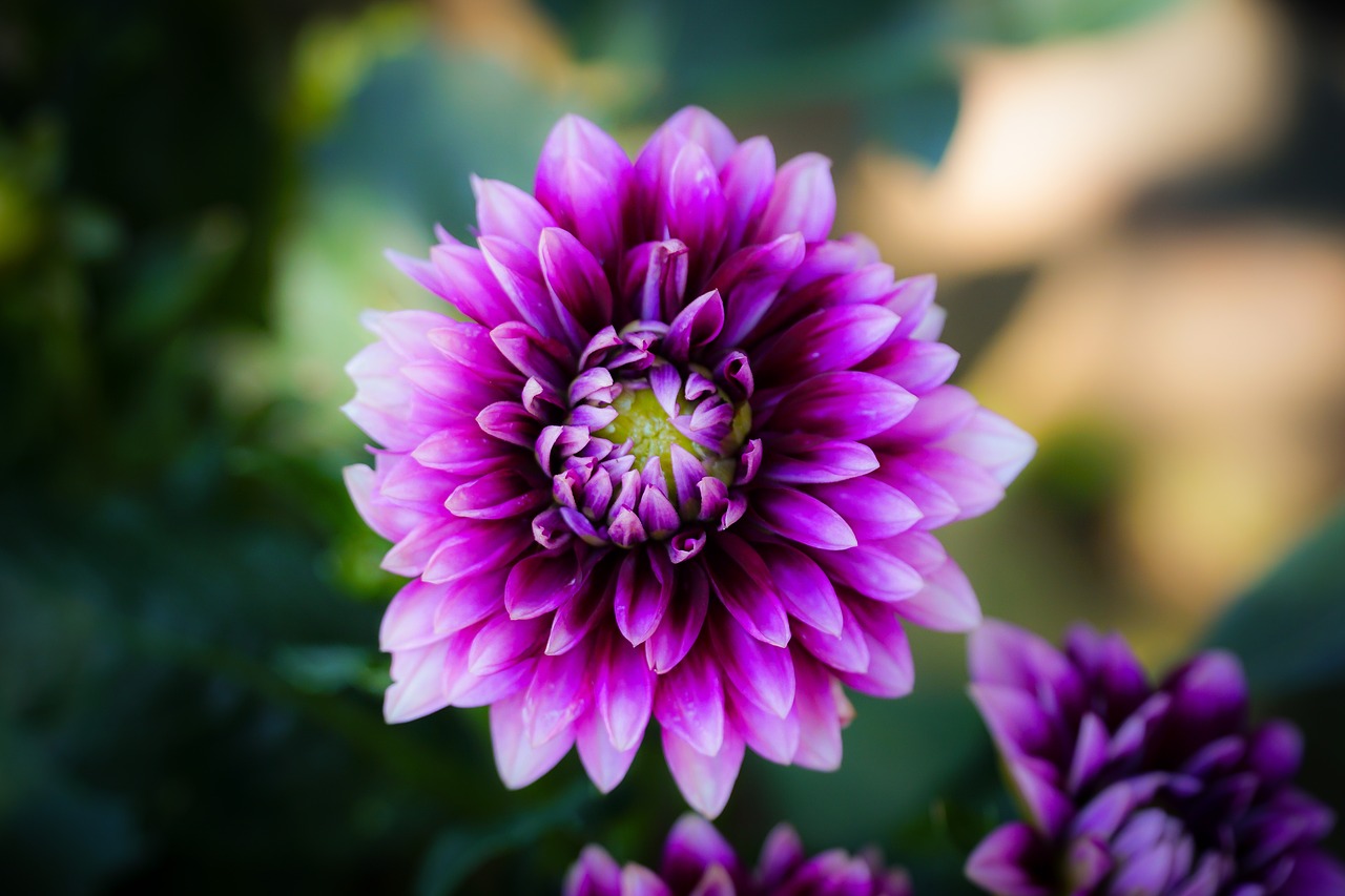 flower  plant  purple free photo