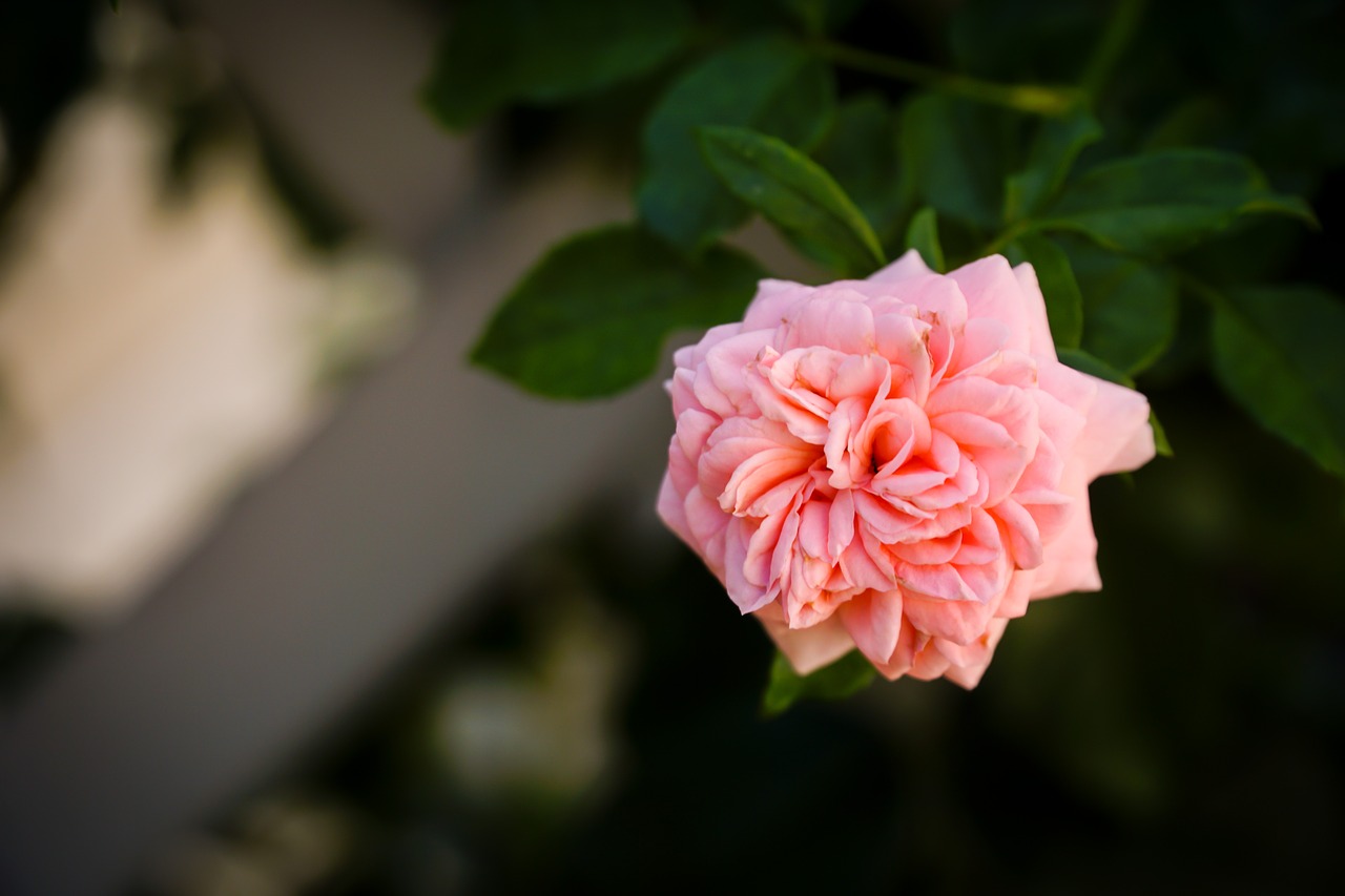 flower  plant  pink free photo