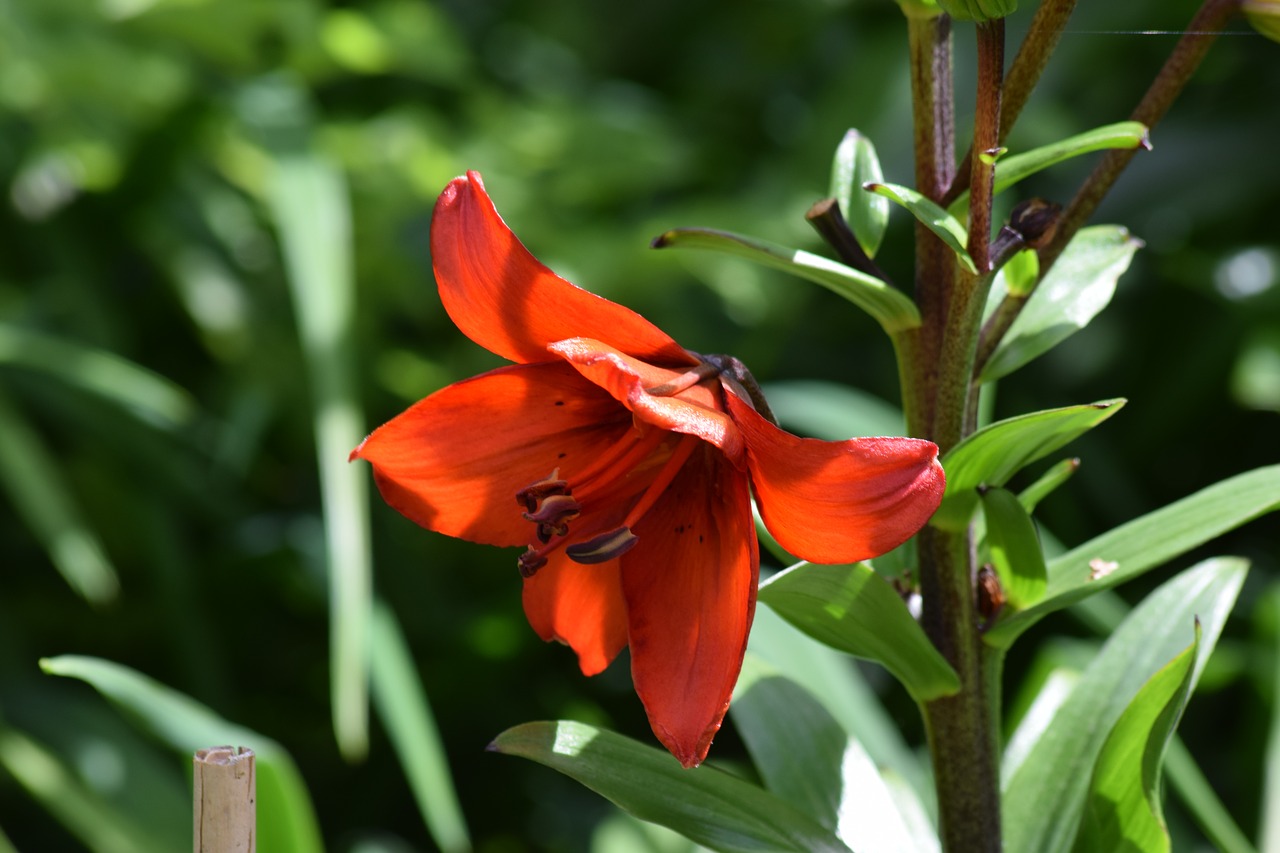 flower  plant  bloom free photo