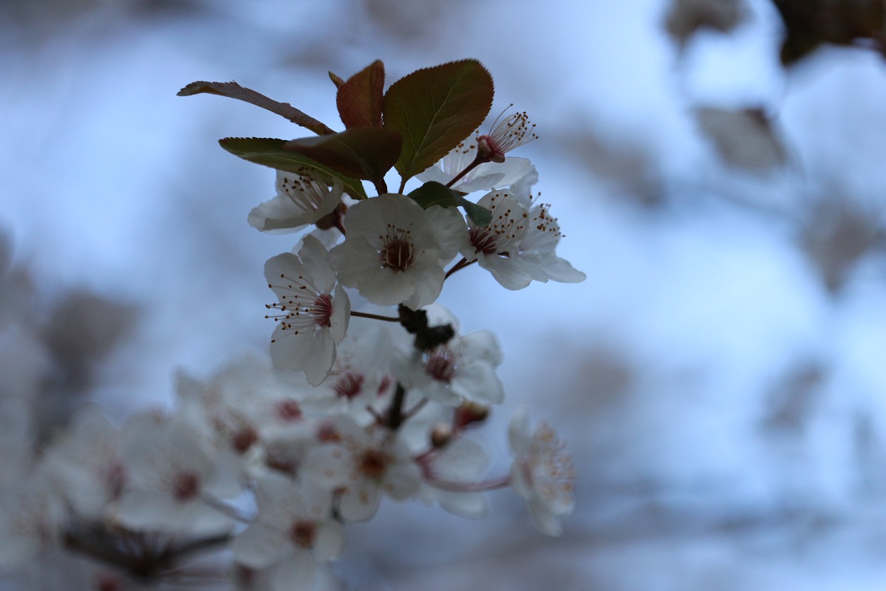 flower  nature  plant free photo