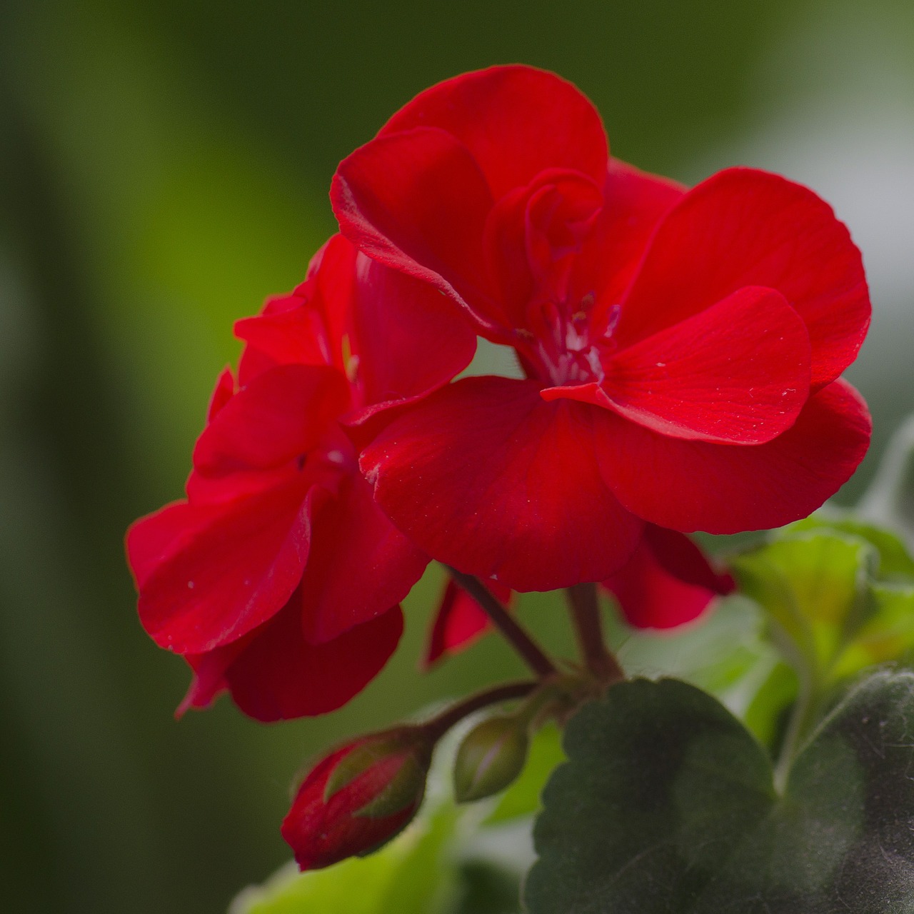 flower red geranium free photo