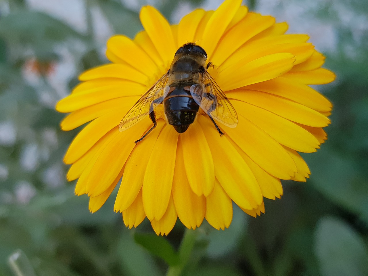 flower  flowers  garden free photo