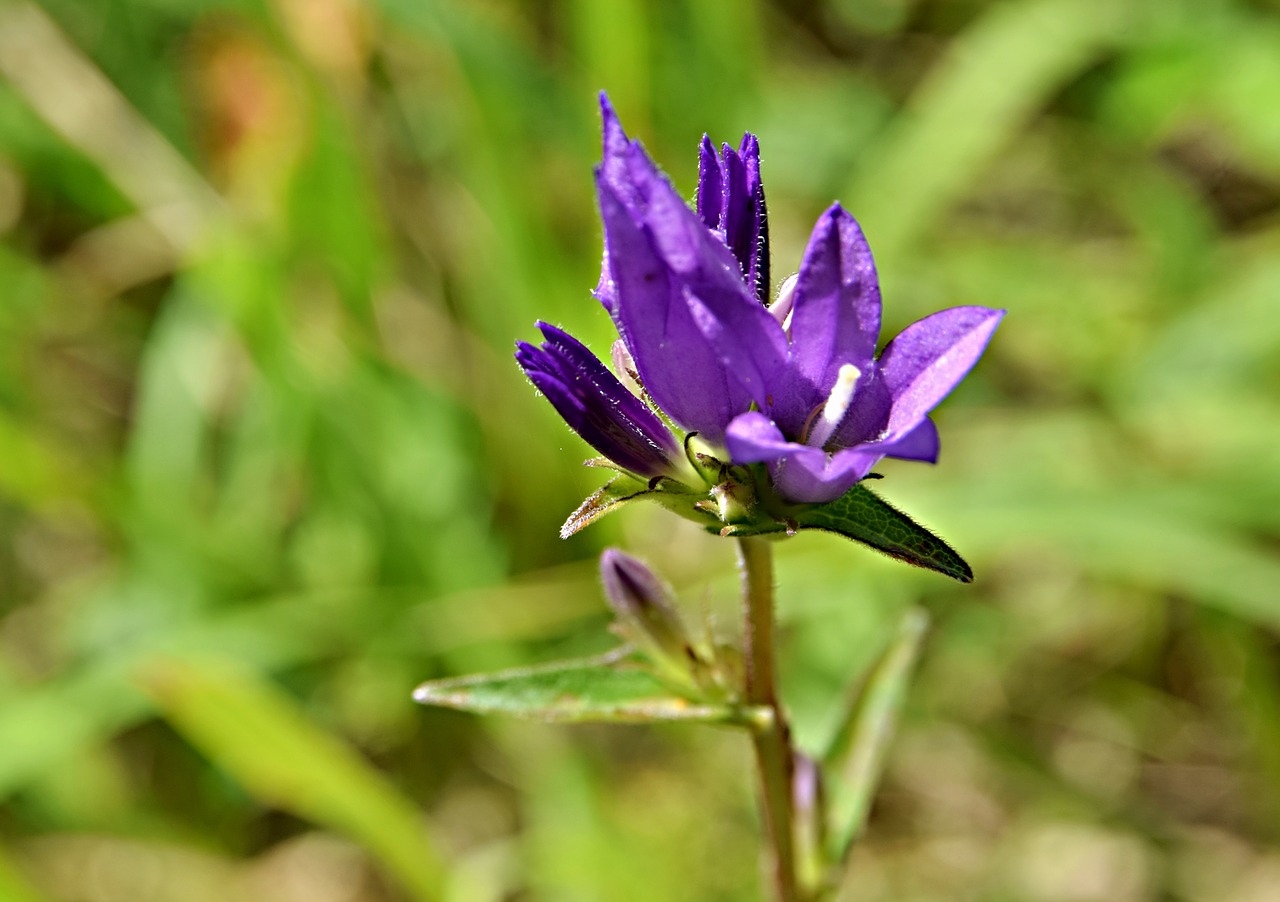 flower  blue flower  meadow free photo